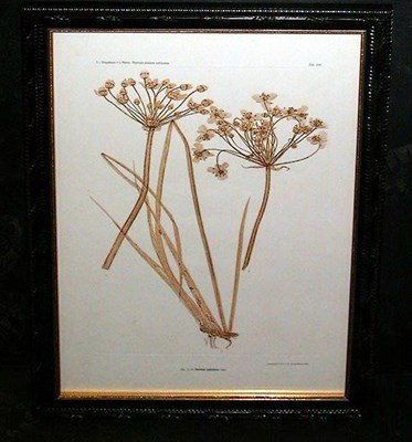 Lot 127 - Constantin von Ettingshausen and Alois Pokorny...