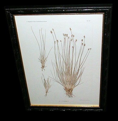 Lot 124 - Constantin von Ettingshausen and Alois Pokorny...