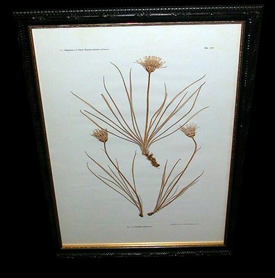 Lot 92 - Constantin von Ettingshausen and Alois Pokorny...