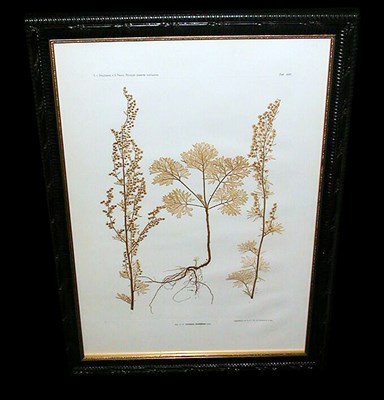 Lot 106 - Constantin von Ettingshausen and Alois Pokorny...