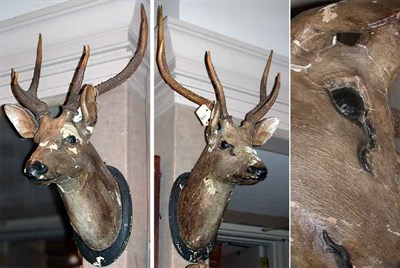 Lot 166 - Pair of Polychrome Decorated Stag Heads...