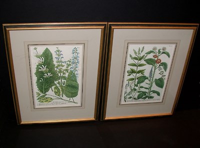 Lot 91 - After Johann Weinmann [FLORAL STUDIES] Two...