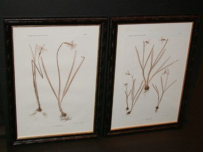 Lot 50 - Constantin von Ettingshausen and Alois Pokorny...