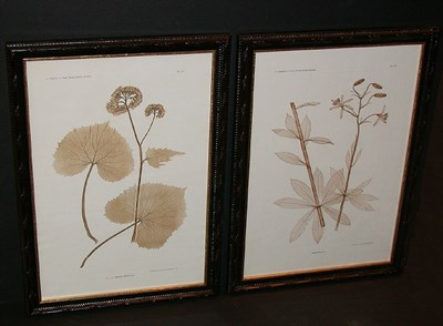 Lot 79 - Constantin von Ettingshausen and Alois Pokorny...