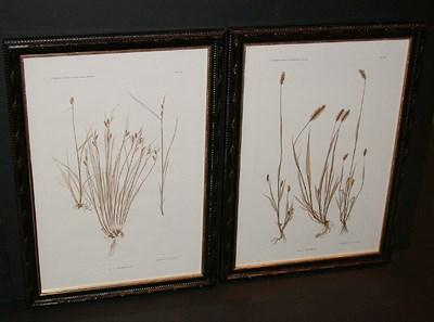 Lot 73 - Constantin von Ettingshausen and Alois Pokorny...