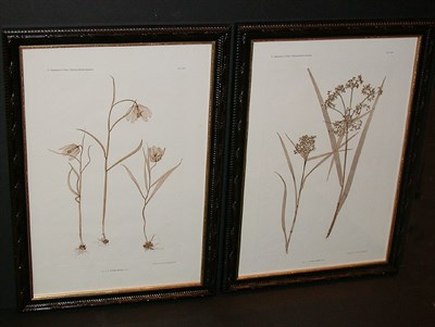 Lot 67 - Constantin von Ettingshausen and Alois Pokorny...