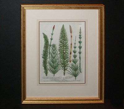 Lot 52 - After Johann Weinmann EQUISETUM PRATENSE...