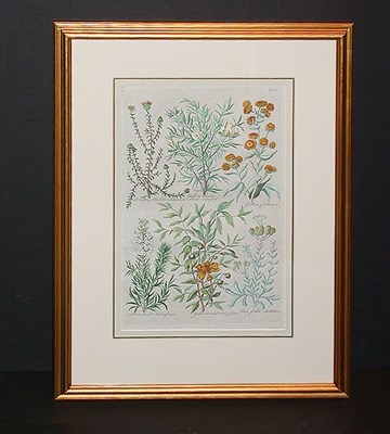 Lot 93 - Sir John Hill [FLOWER STUDIES] Hand-colored...