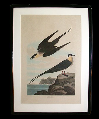Lot 96 - After John James Audubon ARCTIC YAGER AND...