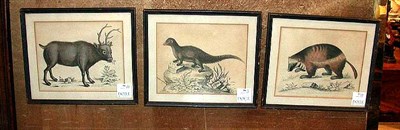 Lot 90 - George Edwards [ANIMAL STUDIES] Three...