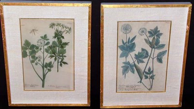 Lot 122 - After Johann Weinmann [FLOWER STUDIES] Four...