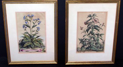 Lot 104 - Artist Unknown [FLOWER STUDIES] Three...