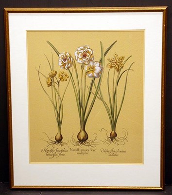Lot 78 - Basilius Besler [TULIPS] and [NARCISSUS] Two...