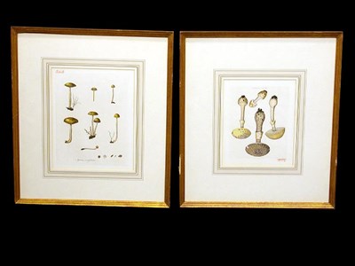 Lot 86 - Artist Unknown [MUSHROOM STUDIES] Four...