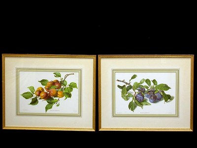 Lot 62 - After Carlos von Riefel [FRUIT STUDIES] Two...