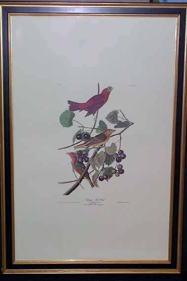 Lot 85 - After John James Audubon SUMMER RED BIRD Color...