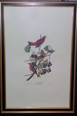 Lot 85 - After John James Audubon SUMMER RED BIRD Color...