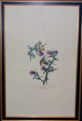 Lot 91 - After John James Audubon AMERICAN GOLDFINCH...