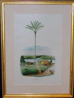 Lot 105 - After J. Barbosa Rodrigues ASTROCARYUM JAURY...