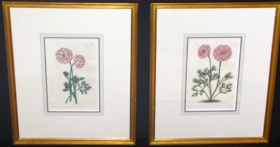 Lot 115 - After E. D. Smith [CARNATION STUDIES] Two hand-...