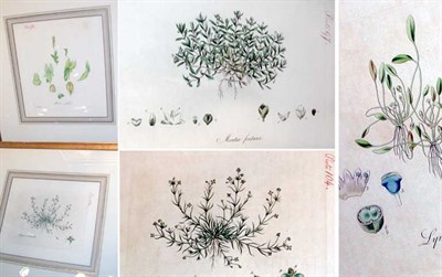 Lot 108 - Artist Unknown [FLOWER STUDIES] Six...