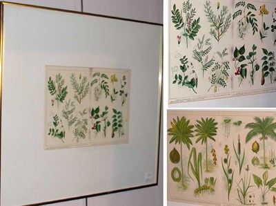 Lot 119 - Artist Unknown [PLANT STUDIES] Two...