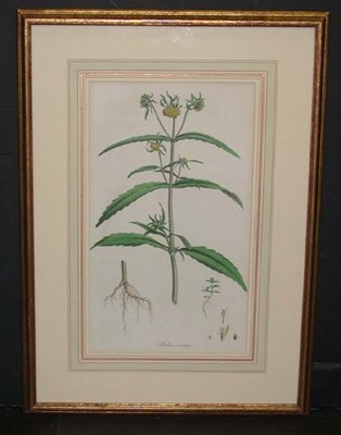 Lot 88 - Artist Unknown [PLANT STUDIES] Three...