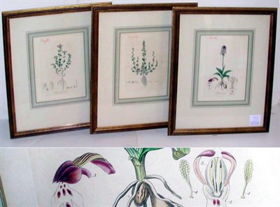 Lot 92 - Artist Unknown [PLANT STUDIES] Three...