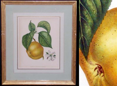 Lot 70 - Artist Unknown [FRUIT STUDIES] Three...