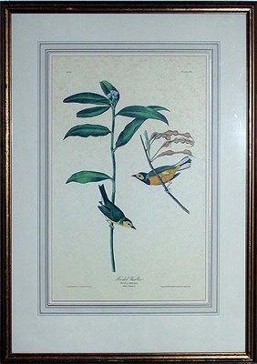 Lot 53 - After John James Audubon BROWN-HEADED NUT...