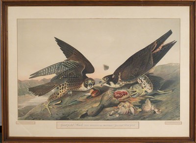Lot 2050 - After John James Audubon GREAT FOOTED HAWK...
