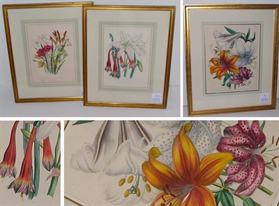 Lot 96 - After Jane Loudon [LILIUM STUDIES]...