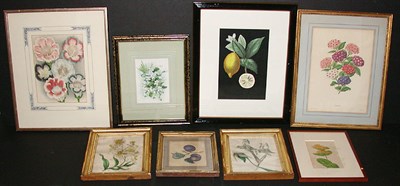 Lot 130 - Various Artists [FLOWER AND FRUIT STUDIES]...