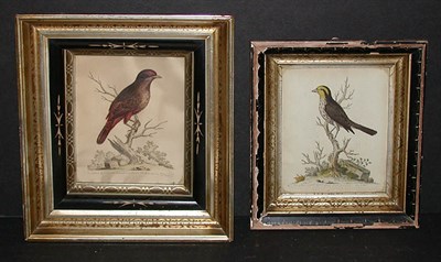 Lot 125 - George Edwards THE RED BIRD FROM SURINAM and...