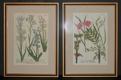 Lot 120 - After Johann Weinmann [FLORAL STUDIES] Two...