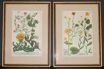 Lot 106 - After Johann Weinmann [FLORAL STUDIES] Two...