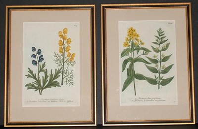 Lot 126 - After Johann Weinmann [FLORAL STUDIES] Two...