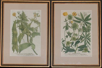 Lot 132 - After Johann Weinmann [FLORAL STUDIES] Two...