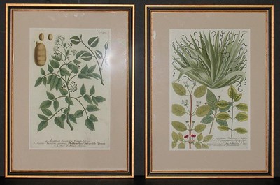 Lot 96 - After Johann Weinmann [FLORAL STUDIES] Two...