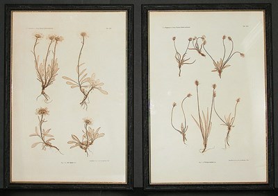 Lot 111 - Constantin von Ettingshausen and Alois Pokorny...