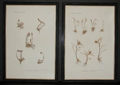 Lot 129 - Constantin von Ettingshausen and Alois Pokorny...