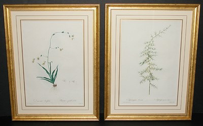 Lot 136 - After P. J. Redoute ASPARAGUS HORRIDUS and...
