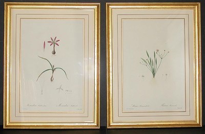 Lot 98 - After P. J. Redoute ALISMA RANUNCULOIDES and...