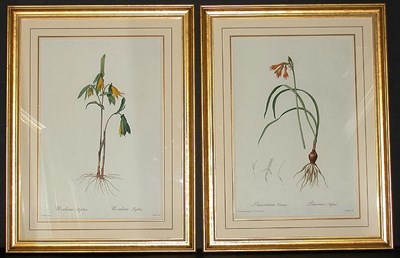 Lot 123 - After P. J. Redoute PANCRATIUM CROCEUM and...