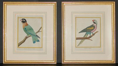 Lot 117 - Francois Martinet PERRUCHE DE PONDICHERY and...