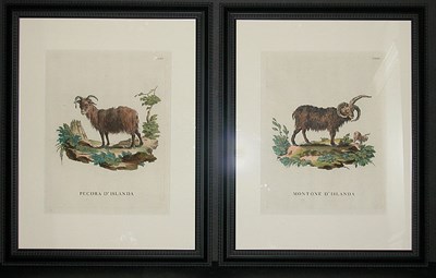 Lot 133 - Innocente Alessandri PECORA D'ISLANDA and...