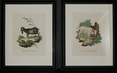 Lot 103 - Innocente Alessandri BECCO D'ANGORA and BECCO...