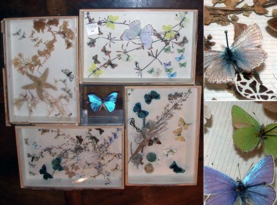 Lot 297 - Group of Butterflies in Shadowbox Frames
