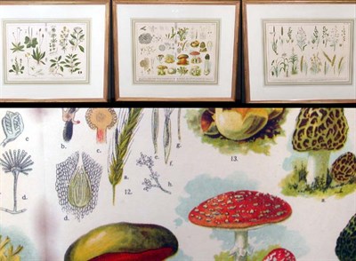 Lot 98 - Artist Unknown [PLANT STUDIES] Three...