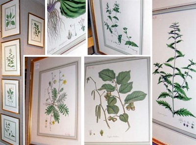 Lot 91 - Artist Unknown [PLANT STUDIES] Five...